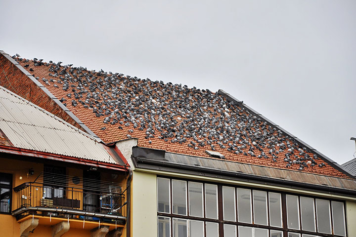 A2B Pest Control are able to install spikes to deter birds from roofs in North Lambeth. 