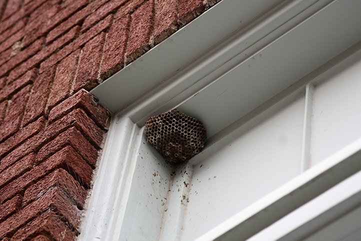 We provide a wasp nest removal service for domestic and commercial properties in North Lambeth.